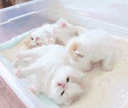 Cute Kittens Begging GIF