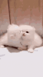 Cute Kittens Big Kiss GIF