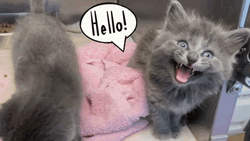Cute Kittens Greeting Hello GIF