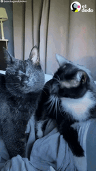Cute Kittens Grooming Each Other GIF