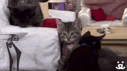 Cute Kittens Hugging GIF