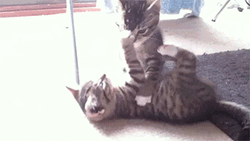Cute Kittens Playing Wrestling GIF