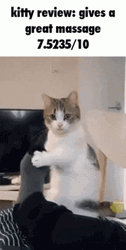 Cute Kitty Gives A Great Foot Massage GIF