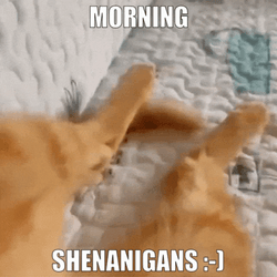 Cute Kitty Morning Shenanigans GIF
