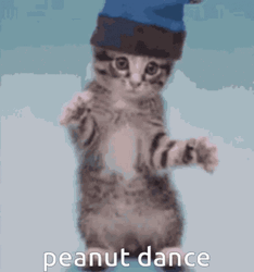 Cute Kitty Peanuts Dancing GIF