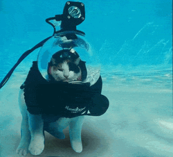 Cute Kitty Underwater GIF