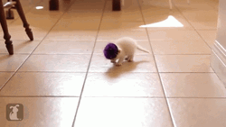 Cute Kitty Wearing Tinfoil Party Hat GIF