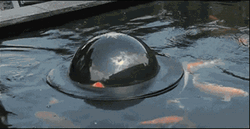 Cute Koi Fish Peeking GIF