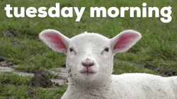 Cute Lam Chewing Good Tuesday Morning GIF