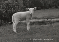 Cute Lamb Uttering Meh GIF
