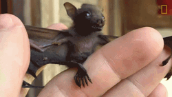 Cute Little Baby Bat Yawning GIF