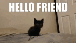black cat funny memes