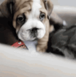 Cute Little Brown Bulldog GIF