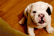 Cute Little Bulldog Smacking GIF