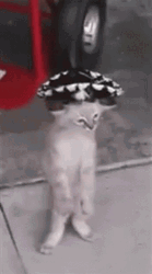 Cute Little Cat Mexican Dancing GIF