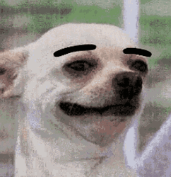Cute Little Dog Eyebrow Raise GIF