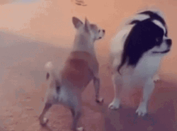 Cute Little Dog Funny Twerk GIF