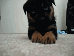 Cute Little German Shepherd GIF