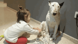 Cute Little Girl Playing With Dog GIF
