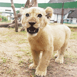 Cute Little Lion Roar