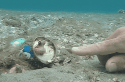 Cute Little Octopus Touches A Finger   GIF
