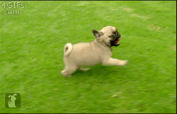 Cute Little Pugs Running At The Field GIF