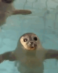 Cute Little Seal Floating On The Water GIF