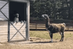 Cute Llama Interaction GIF