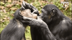 Cute Love Chimpanzee GIF