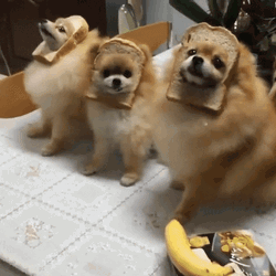Cute Love Dogs Toast Costume GIF
