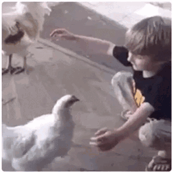 Cute Love Kid Hugs Chicken GIF