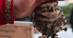 Cute Love Pet Owl GIF
