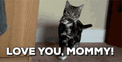 Cute Mama Cat Carrying Kitten GIF