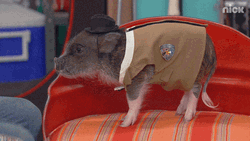 Cute Mini Pig Nose Boop Pat GIF