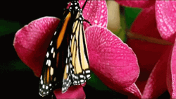 Cute Monarch Butterfly GIF