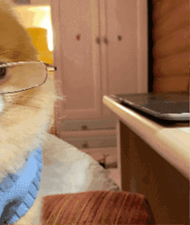 Cute Monday Cute Doggo GIF