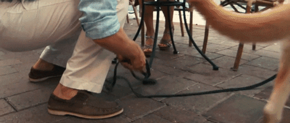 Cute Monday Dog Chase GIF