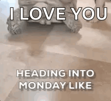Cute Monday Turtle GIF