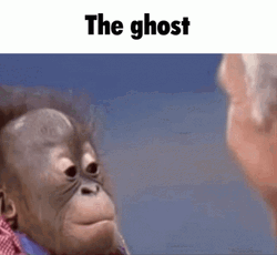 Cute Monkey Baby Orangutan Staring Meme GIF