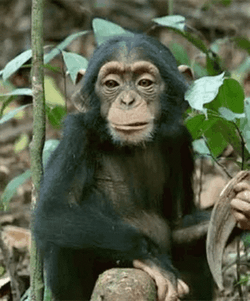 Cute Monkey Chewing GIF