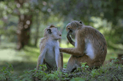 Cute Monkey Couple