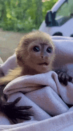 Cute Monkey GIF