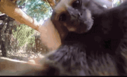 Cute Monkey Kissing The Camera GIF