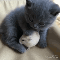 Cute Mouse Cuddling A Cat  GIF