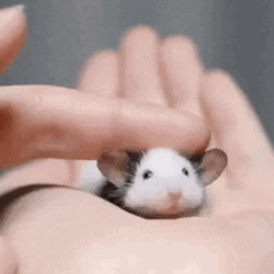 Cute Mouse Head Scratch GIF