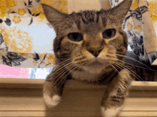 Cute Old Cat Sniffing Meow GIF