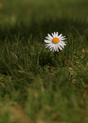 Cute One Tumblr Flower GIF
