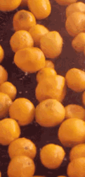 Cute Orange Fruits Bouncing  GIF