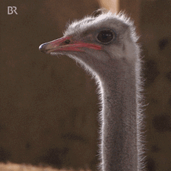 Cute Ostrich Caught On Camera Yawning GIF