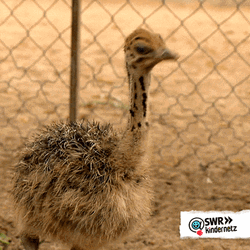 Cute Ostrich Hatchling Sipping Water GIF